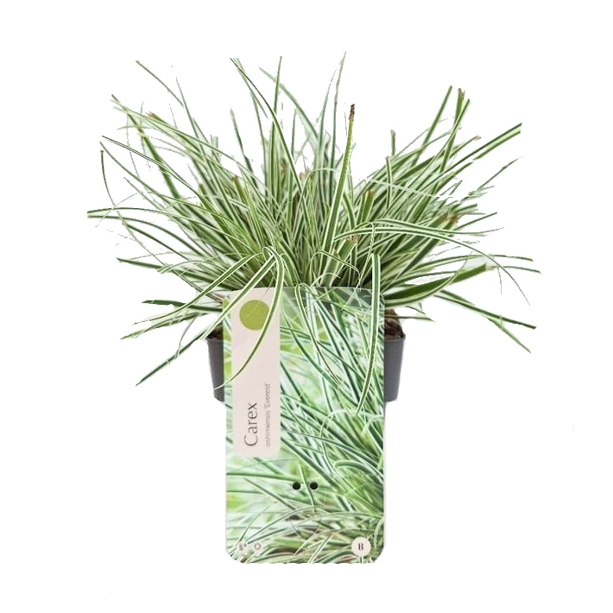 Traviny - Ostřice ošimenská Everest květináč 2 litry