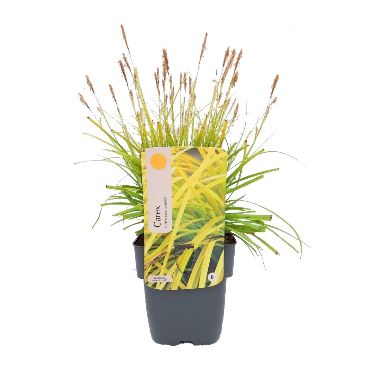 Traviny - Ostřice ošimenská Everillo květináč 2 litry