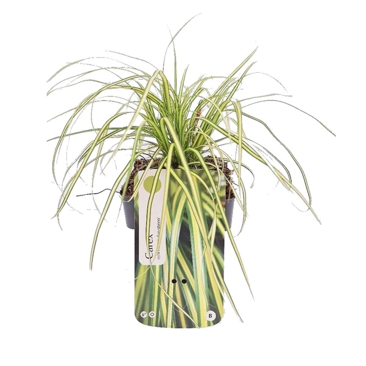 Traviny - Ostřice ošimenská Eversheen květináč 2 litry