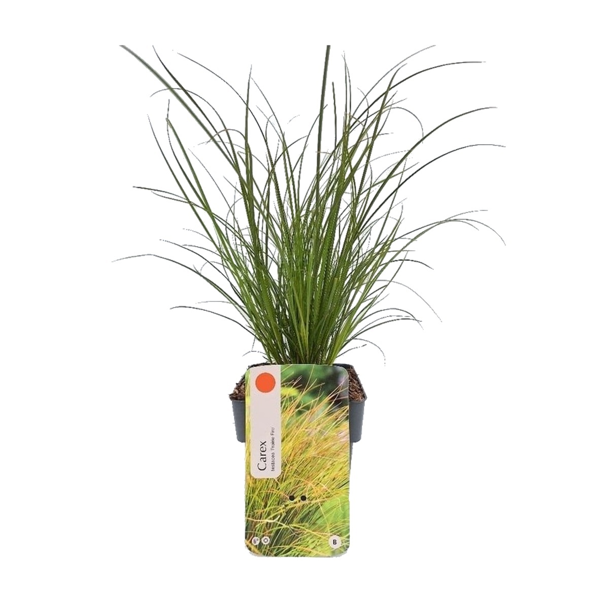 Traviny - Ostřice Prairie Fire květináč 2 litry