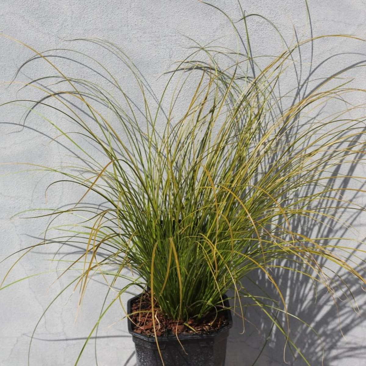 Ostřice Prairie Fire květináč 2 litry-0