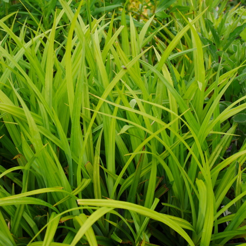 Traviny - Ostřice převislá 9cm