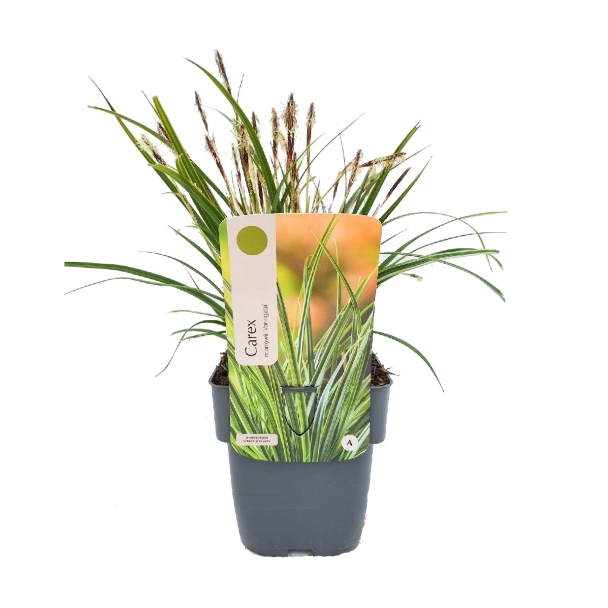 Traviny - Ostřice Variegata květináč 2 litry