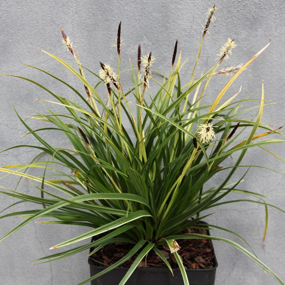 Ostřice Variegata květináč 2 litry-0