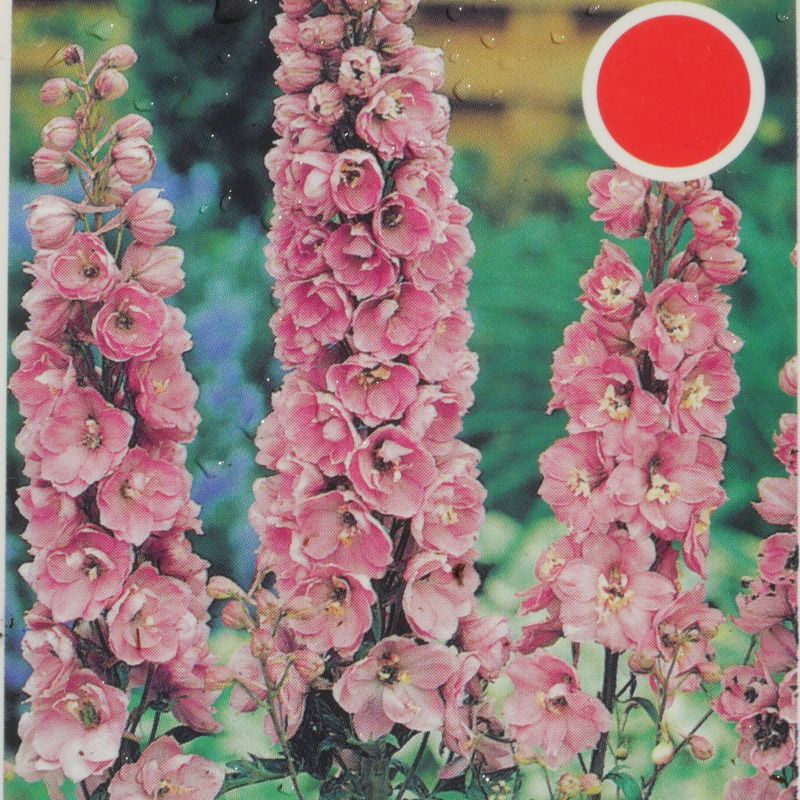 Na slunce - Ostrožka 'Astolat' 9cm