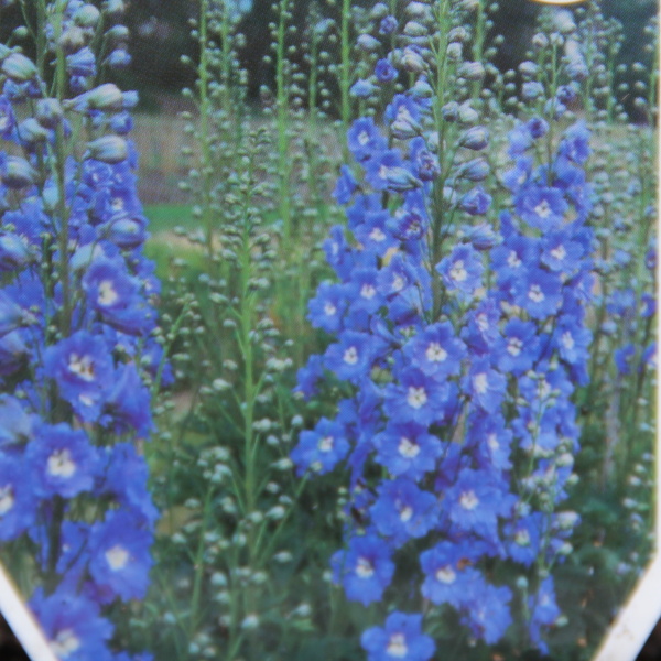 Na slunce - Ostrožka 'Blue Bird' 9cm