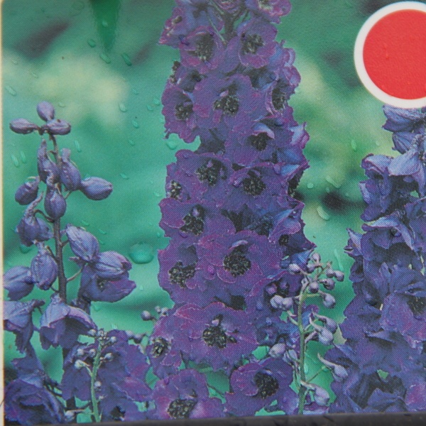 Na slunce - Ostrožka 'Pacific 'Black Knight' 9cm