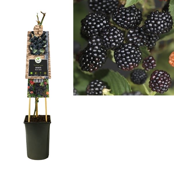 Rostliny - Ostružiník beztrnný Black Satin 2,25 litru