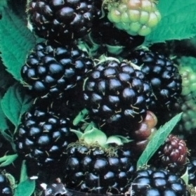 Rostliny - Ostružiník beztrnný Black Satin květináč 2 litry, keř, černý