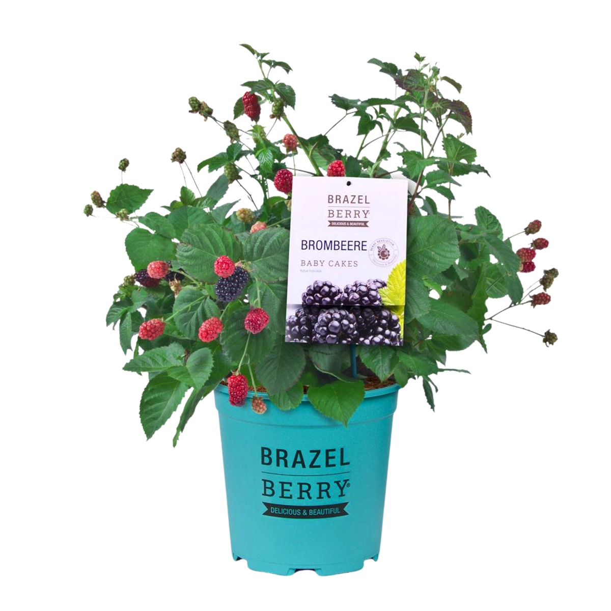 Ostružiníky - Ostružiník beztrnný BrazelBerry Baby Cakes květináč 2,8 litru