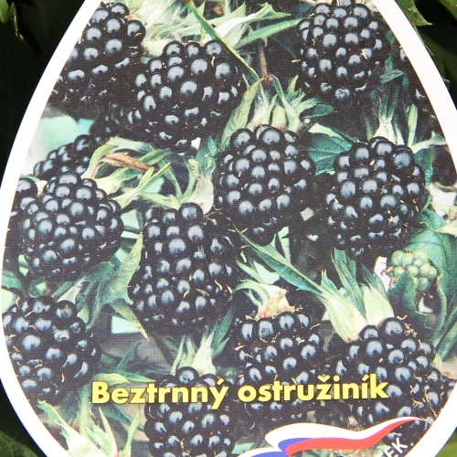 Maliníky - Ostružiník beztrnný 'Čačanská beztrnná' květináč 3 litry, vyvazovaný, výška 60/80cm