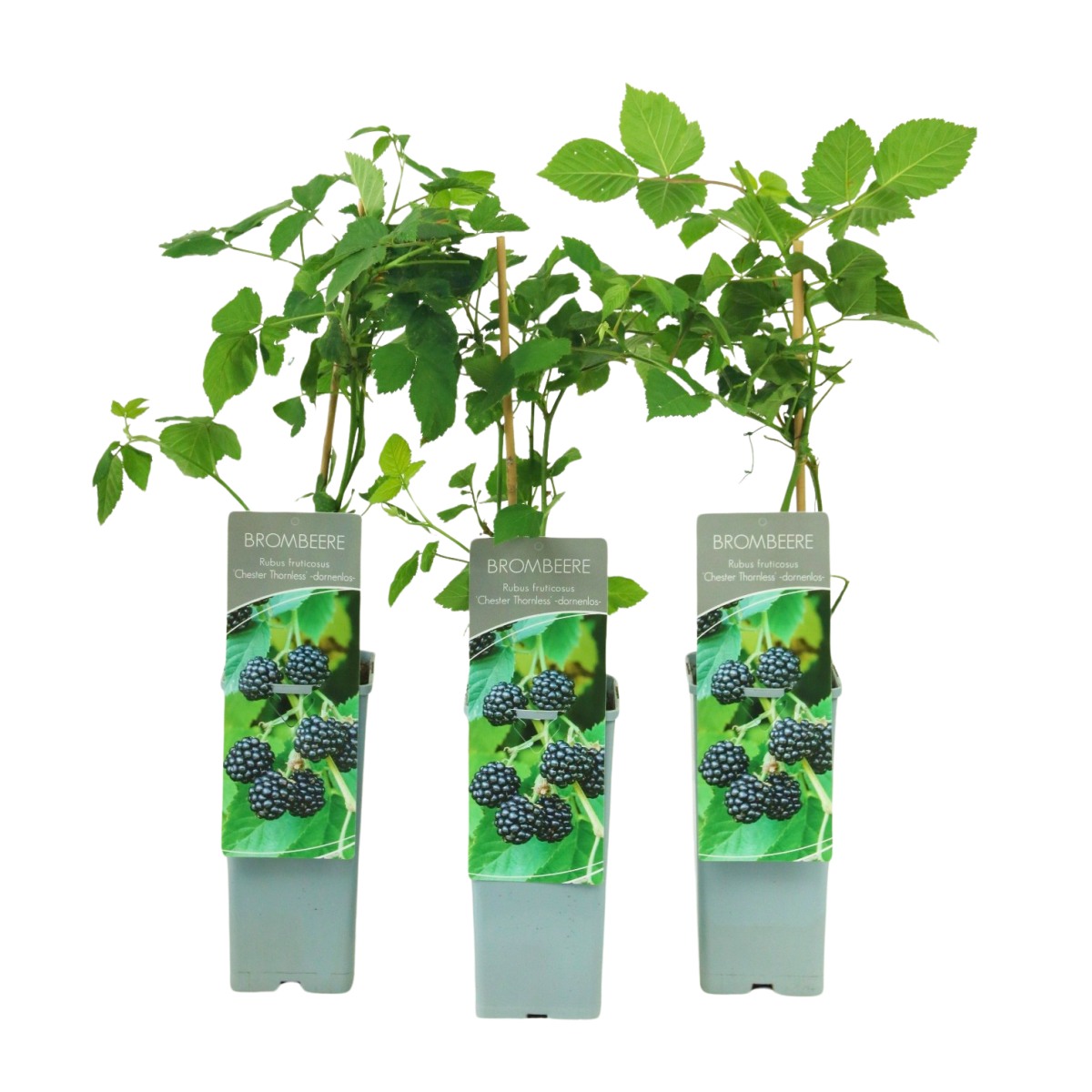 Ostružiníky - Ostružiník beztrnný Chester Thornless výška 30/40cm, květináč 2 litry