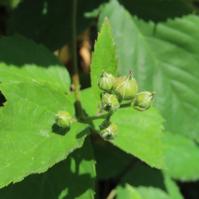 Rostliny - Ostružiník beztrnný 'Dirksens Thornless' květináč 2 litry, vyvazovaný, výška 55cm