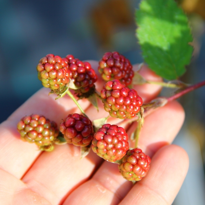 Ostružiník beztrnný 'Dirksens Thornless' květináč 2 litry, vyvazovaný, výška 55cm-0