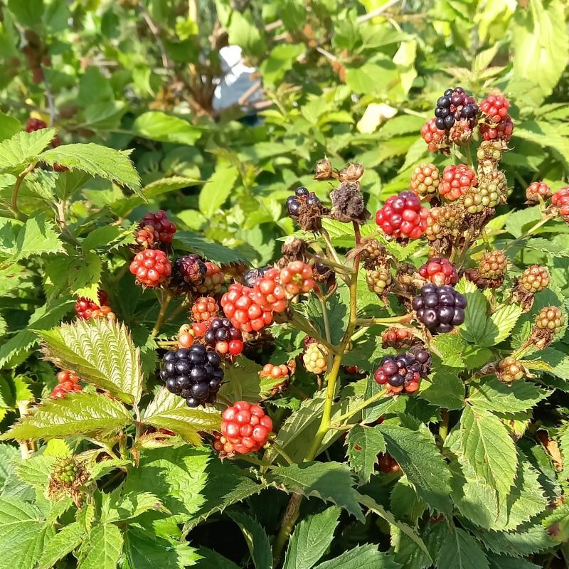 Rostliny - Ostružiník beztrnný, kompaktní Dima květináč 3 litry