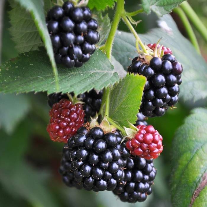 Rostliny - Ostružiník beztrnný 'Little Black Prince' květináč 3 litry, kompaktní