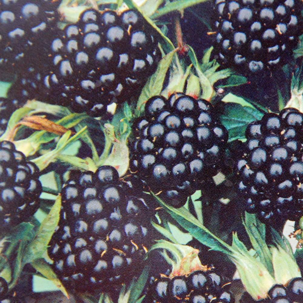 Ostružiníky - Ostružiník beztrnný 'Navaho' květináč 3 litry, vyvazovaný, výška 60/80cm