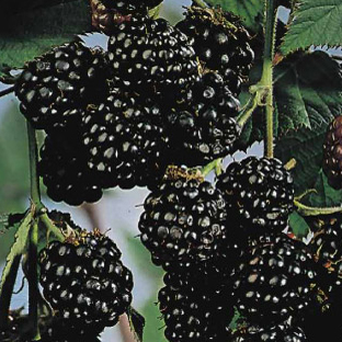 Ostružiníky - Ostružiník beztrnný 'Thornfree' květináč 2 litry, keř, černý