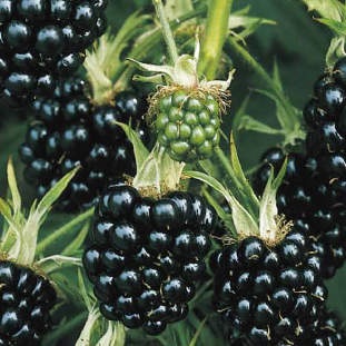 Rostliny - Ostružiník beztrnný 'Thornless Evergreen' květináč 10 litrů, výška 100cm