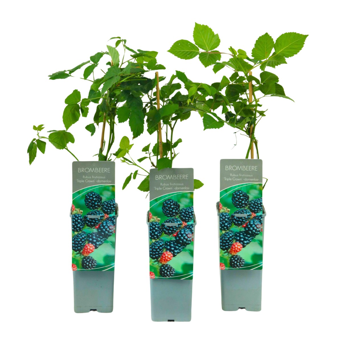 Ostružiníky - Ostružiník beztrnný Triple Crown výška 30/40cm, květináč 2 litry