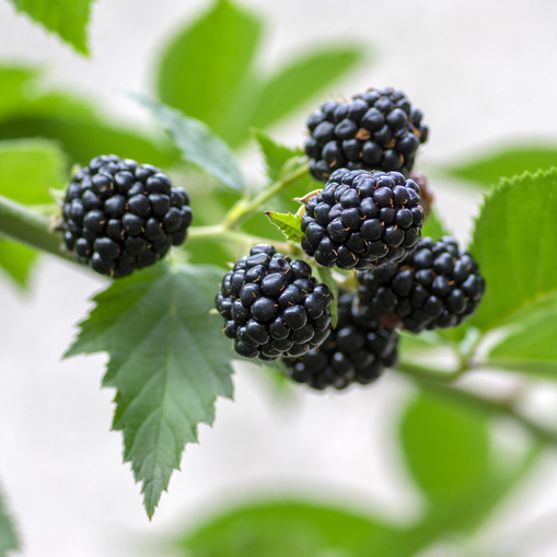 Ostružiníky - Ostružiník beztrný 'Dirksen' květináč 2 litry, vyvazovaný, výška 55cm