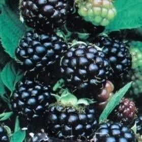 Ostružiníky - Ostružiník 'Black Satin' květináč 2 litry, vyvazovaný, výška 55cm