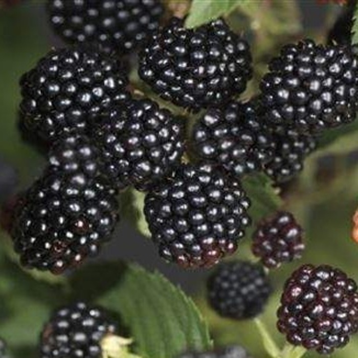 Rostliny - Ostružiník 'Black Satin' květináč 5 litrů