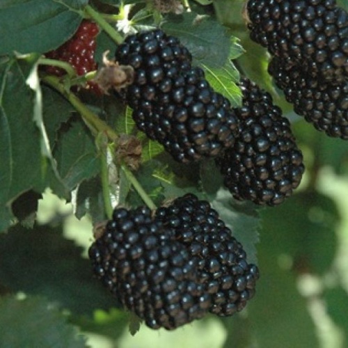 Rostliny - Ostružiník 'Čačanská beztrnná' kkvětináč 2 litry, vyvazovaný, výška 55cm