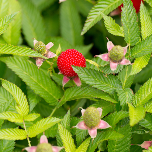 Rostliny - Ostružiník jahodnatý, malinojahoda květináč 2 litry, vyvazovaný, výška 55cm