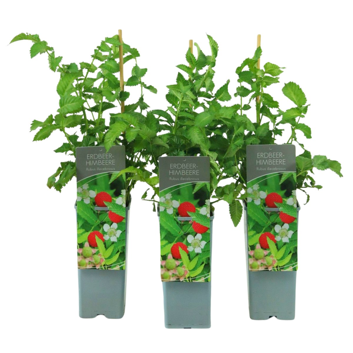 Ostružiníky - Ostružiník jahodnatý výška 30/40cm, květináč 2 litry