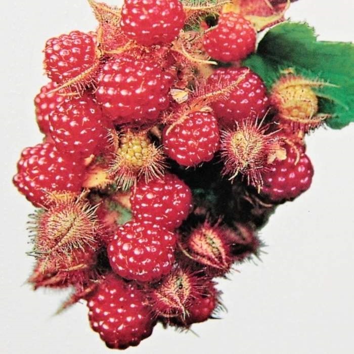 Ostružiníky - Ostružiník japonský květináč 2 litry, vyvazovaný, výška 55cm