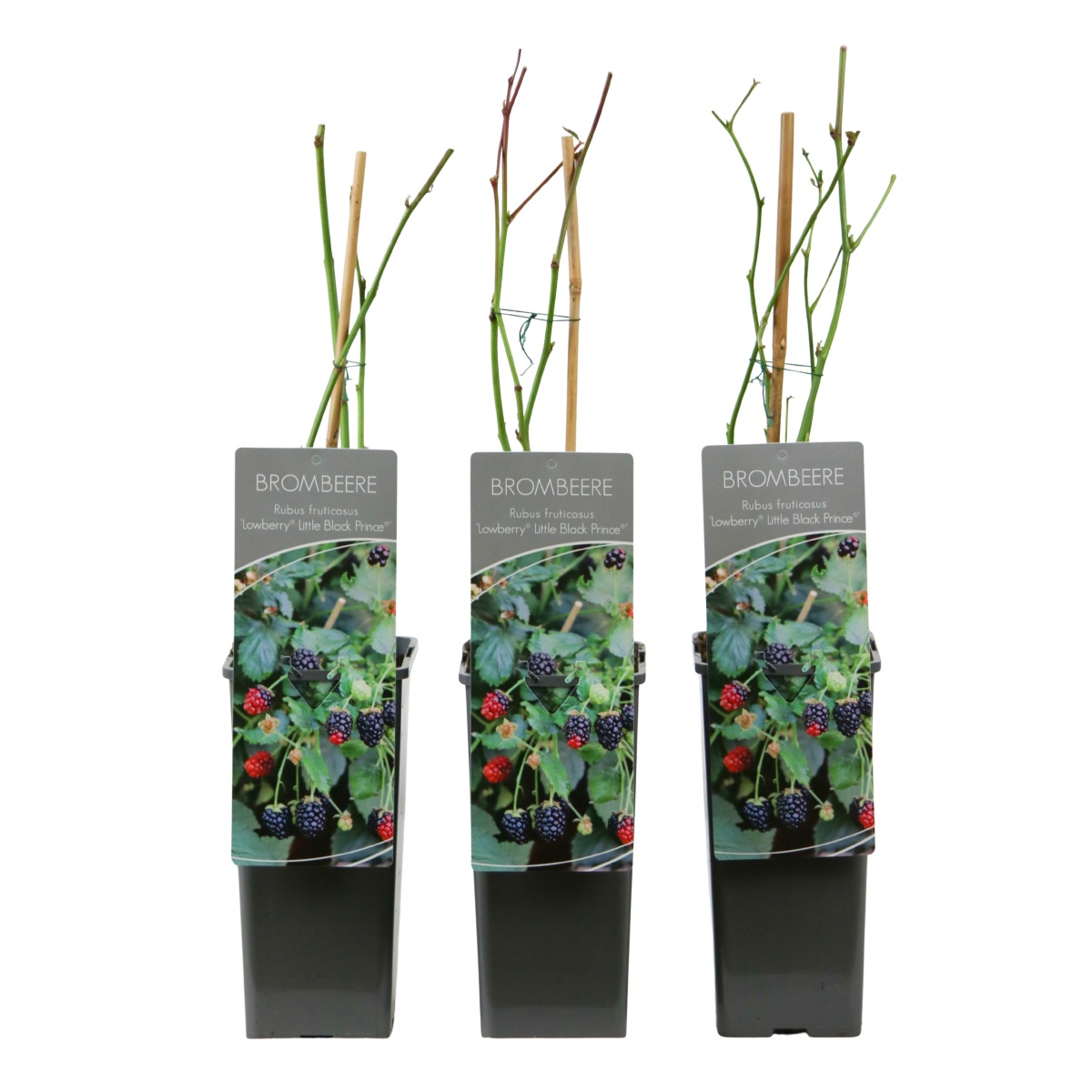 Ostružiníky - Ostružiník kompaktní beztrnný Little Black Prince výška 40/60cm, květináč 2 litry