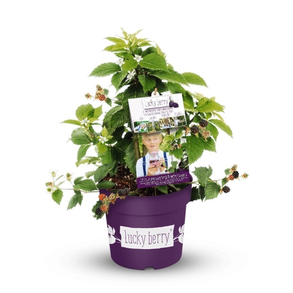 Ostružiníky - Ostružiník Lucky Berry 4,6 litru