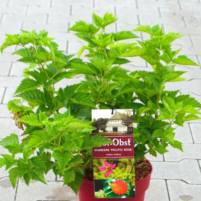 Rostliny - Ostružiník 'Pacific Rose' květináč 3,4 litru