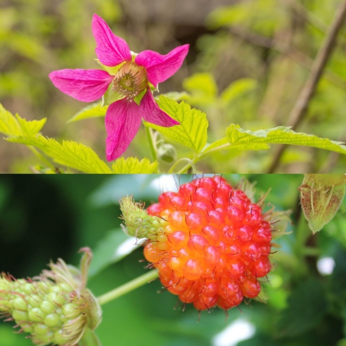 Ostružiník 'Pacific Rose' květináč 3,4 litru-0