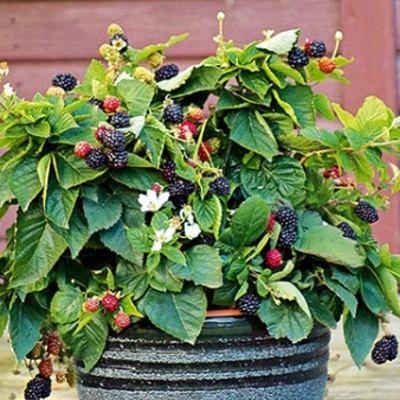 Ostružiníky - Ostružiník 'Purple Opal' květnáč 5 litrů, kompaktní