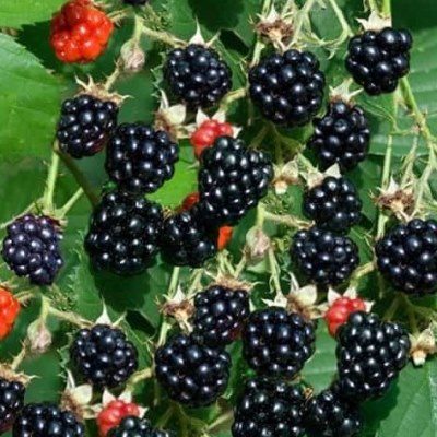 Ostružiníky - Ostružiník 'Theodor Reimers' květináč 2 litry, vyvazovaný, výška 55cm