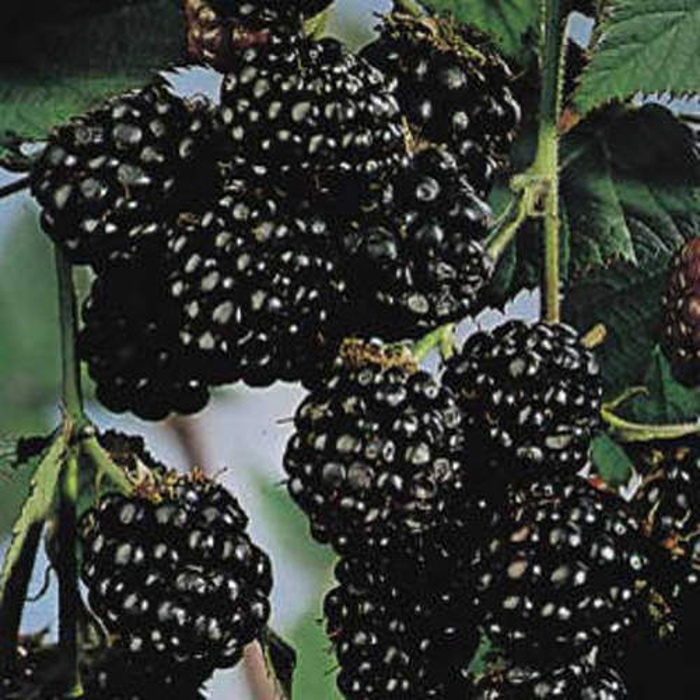 Rostliny - Ostružiník Thornfree květináč 2 litry