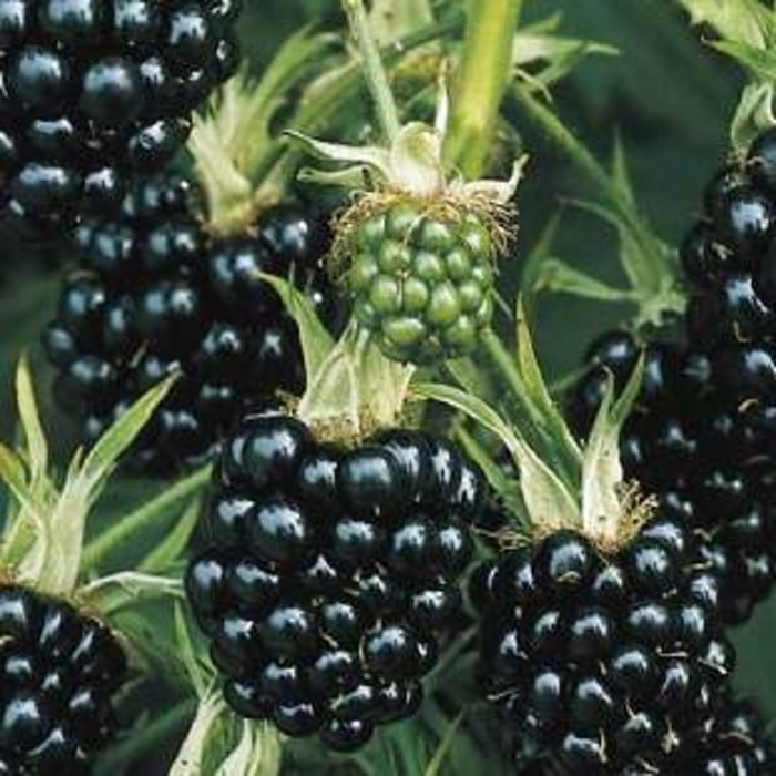 Rostliny - Ostružiník Thornless Evergreen květináč 5 litrů