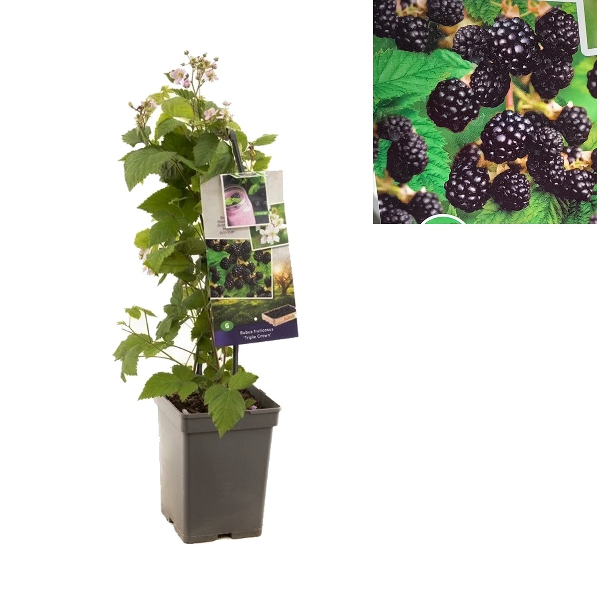 Ostružiníky - Ostružiník Triple Crown květináč 5 litrů