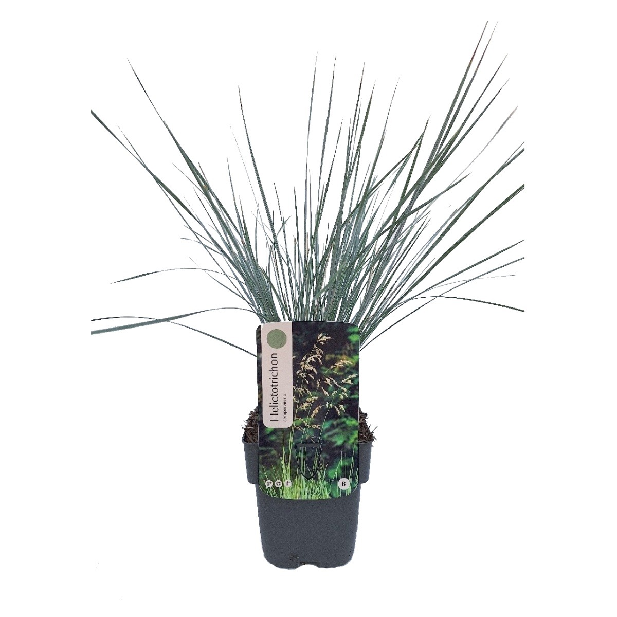 Traviny - Ovsíř stálezelený květináč 2 litry