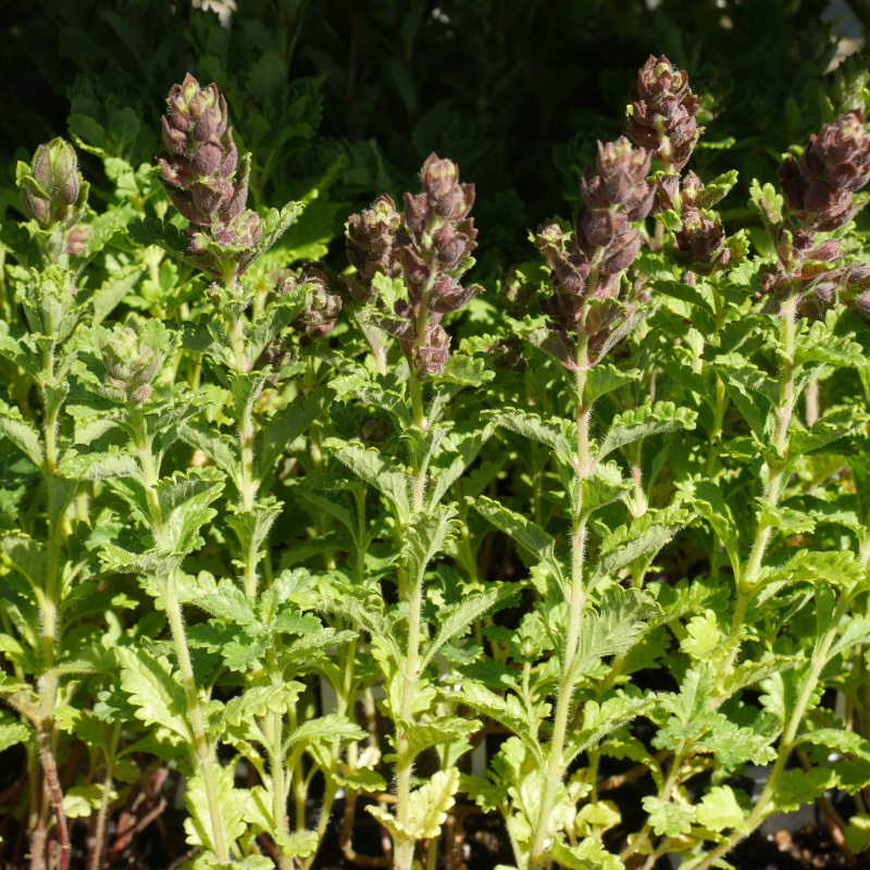 Rostliny - Ožanka kalamandra 9cm