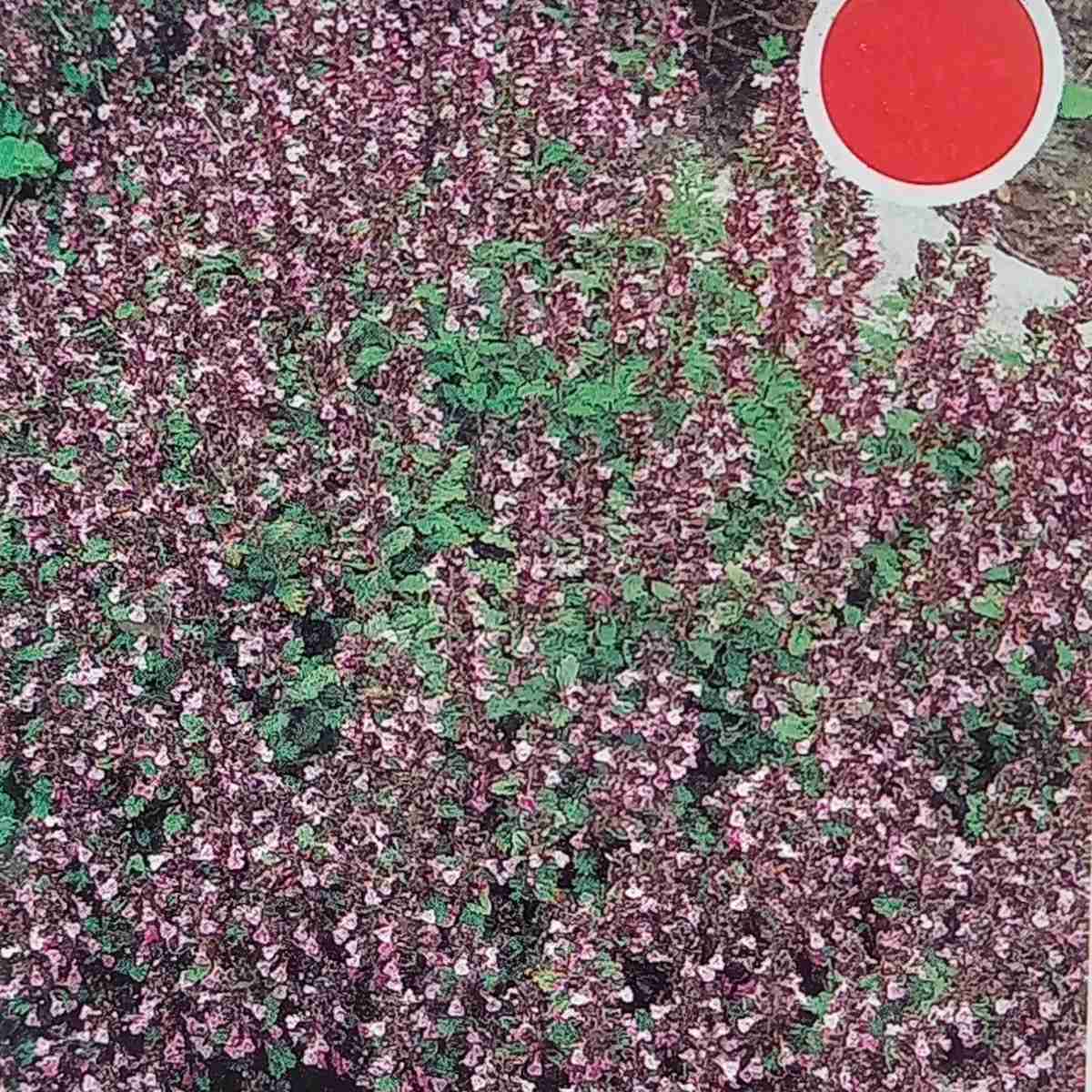 Na slunce - Ožanka Pain de Sucre květináč 9cm