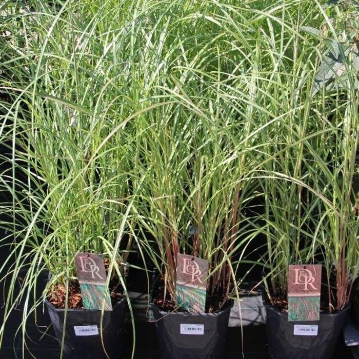 Traviny - Ozdobnice čínská 'Flamingo' květináč 4 litry