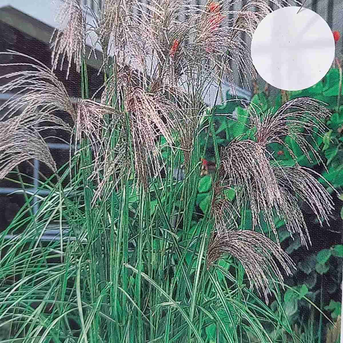 Traviny - Ozdobnice čínská Graziella květináč 2 litry