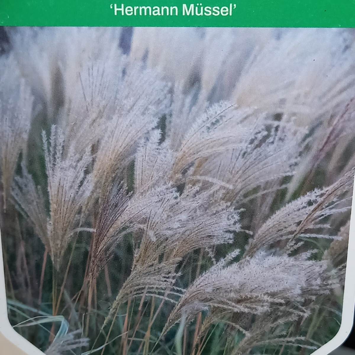 Traviny - Ozdobnice čínská Hermann Müssel květináč 11cm