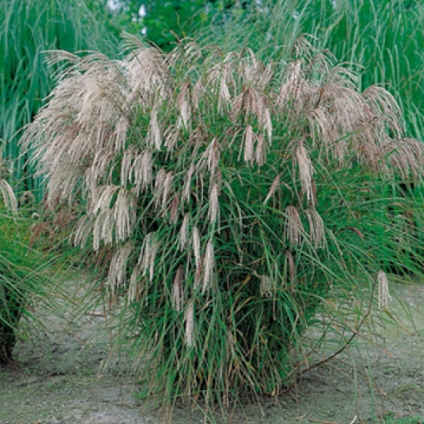 Traviny - Ozdobnice čínská Kleine Fontäne, 2 litry