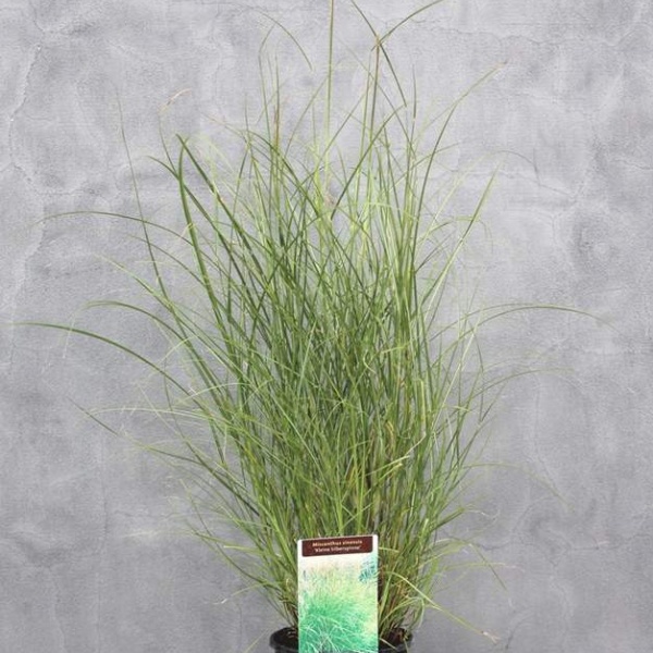 Traviny - Ozdobnice čínská Kleine Silberspinne 2 litry