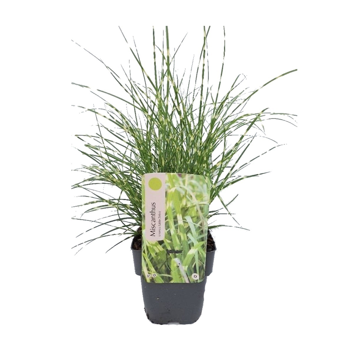 Traviny - Ozdobnice čínská Little Zebra květináč 2 litry