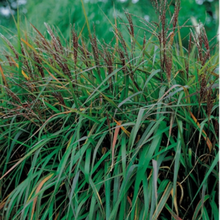 Traviny - Ozdobnice čínská 'Purpurascens' 11cm